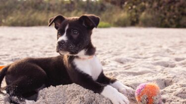 Skønne hundehvalpe skal også trænes